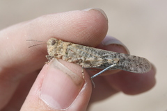 Circotettix undulatus