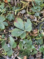 Potentilla canadensis