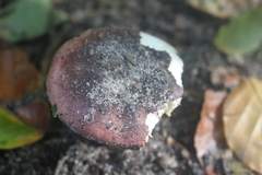 Russula atropurpurea