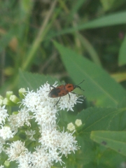 Rhodobaenus quinquepunctatus