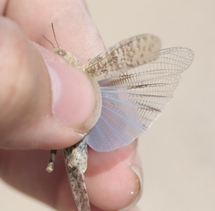 Circotettix undulatus