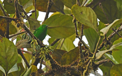 Chlorochrysa phoenicotis