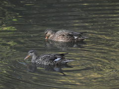 Mareca strepera strepera