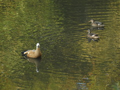 Mareca strepera strepera