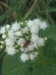 Rhodobaenus quinquepunctatus