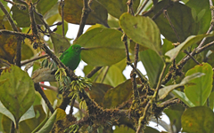 Chlorochrysa phoenicotis