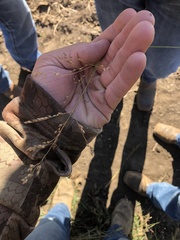 Sporobolus cryptandrus