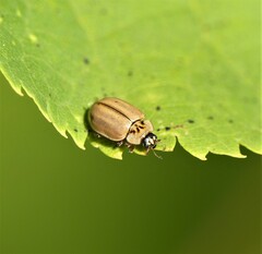 Aphidecta obliterata