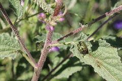 Calligrapha mexicana