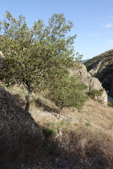 Mediterranean hackberry (Celtis tournefortii)