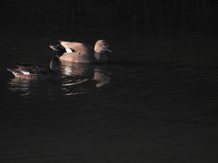 Mareca strepera strepera