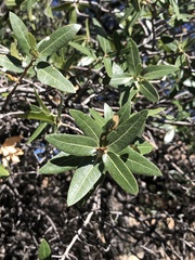 Quercus emoryi