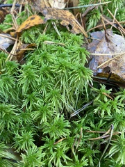 Sphagnum girgensohnii