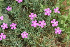 Dianthus chinensis