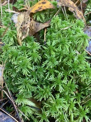 Sphagnum girgensohnii