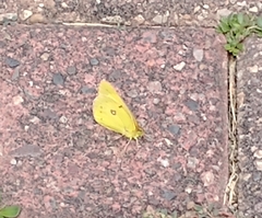 Colias philodice
