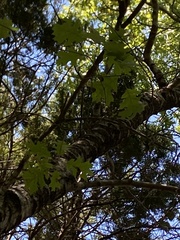 Quercus buckleyi