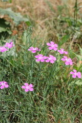 Dianthus chinensis