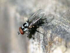 Anthomyia