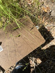 Kellochloa verrucosa