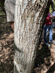 Quercus buckleyi
