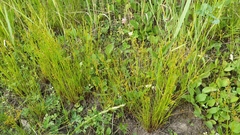 Juncus articulatus