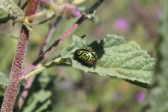 Calligrapha mexicana
