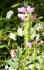 Physostegia