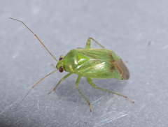 Apolygus spinolae