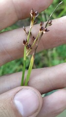 Juncus articulatus
