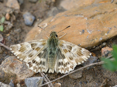 Muschampia lavatherae