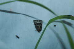 Oligia strigilis
