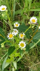 Erigeron annuus