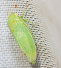 Batracomorphus allionii