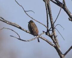 Emberiza
