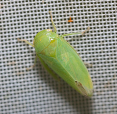 Batracomorphus allionii