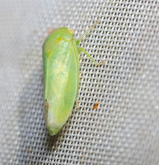 Batracomorphus allionii