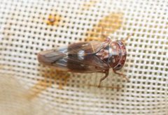 Metidiocerus elegans