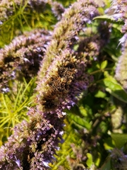 Agastache urticifolia