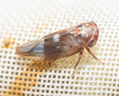 Metidiocerus elegans