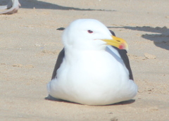 Larus dominicanus vetula