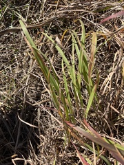 Bothriochloa barbinodis
