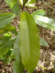 Melicytus ramiflorus