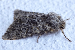 Polymixis flavicincta