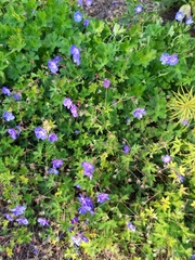 Geranium pratense