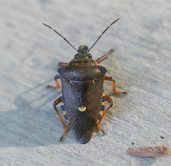 Pinthaeus sanguinipes