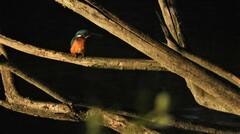 Alcedo atthis ispida