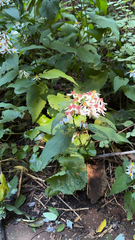 Eurybia divaricata