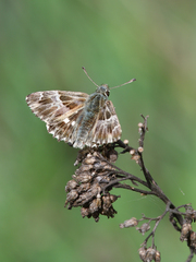 Muschampia floccifera