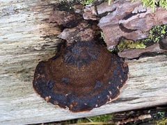 Ischnoderma benzoinum